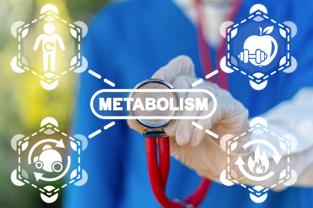 metabolism.jpeg metabolism.jpeg